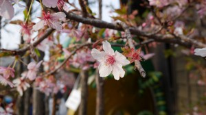 巨大な五円玉とカメレオンで有名なうなぎやさん前の河津桜。