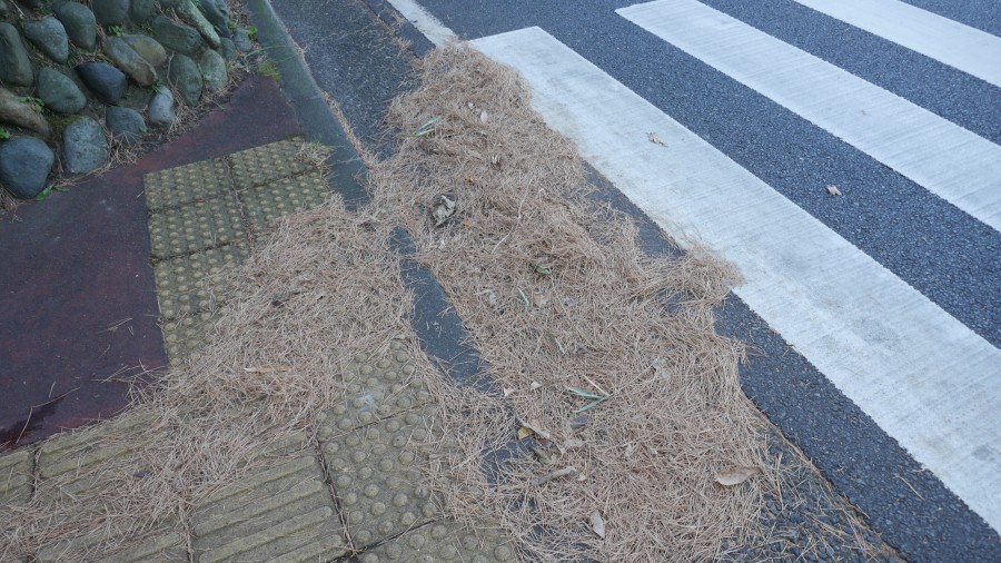落ち葉の正体は、松葉。道路部分では、細かく砕けた粉状の松葉が溜まっています。